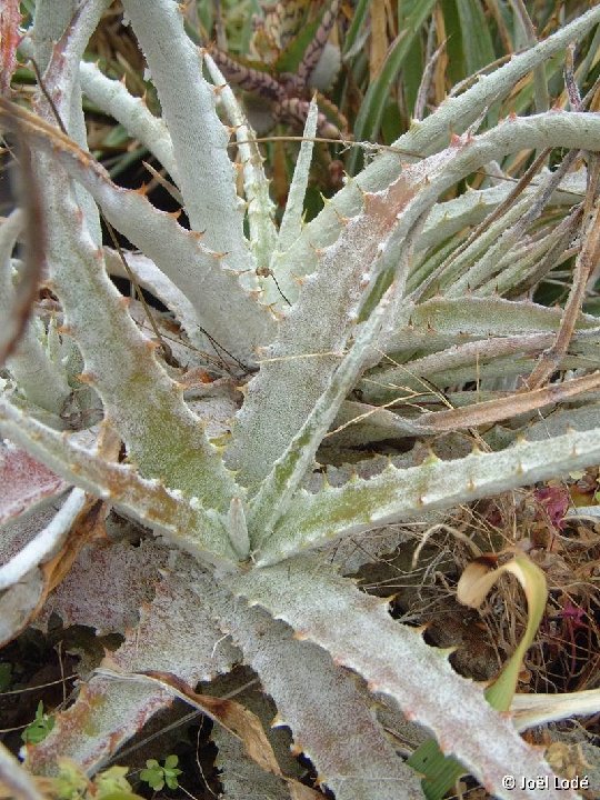 Hechtia marnier-lapostollei PR